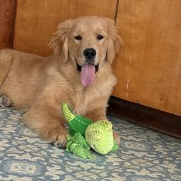 Australian Shepherds and Golden Retrievers from Windust Kennels