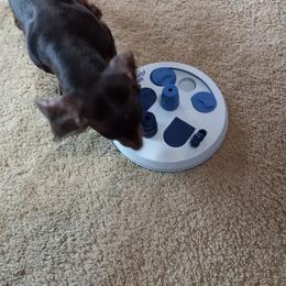 Dachshund Puppies from White River Valley Kennel