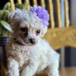 Hope - White female Poodle puppy in Adolphus, Kentucky from Deerly Poodles