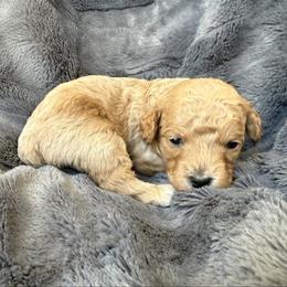 Lyle - Apricot male Cavapoo puppy in Spanish Fork, Utah from Hamann's Cavapoo Puppies