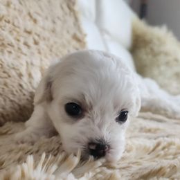 Boy 1 - Cream Shichon puppy in Carmel, Indiana from S&S Pups