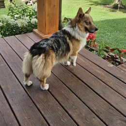 American Corgi, Collie, and Pembroke Welsh Corgi All Grown Up from Voneida Collies & Corgis