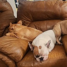 French Bulldogs from Heller's Pride French Bulldogs