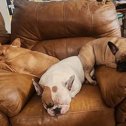 French Bulldogs from Heller's Pride French Bulldogs