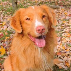 Jesse - Nova Scotia Duck Tolling Retriever