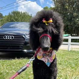 Truth - Poodle