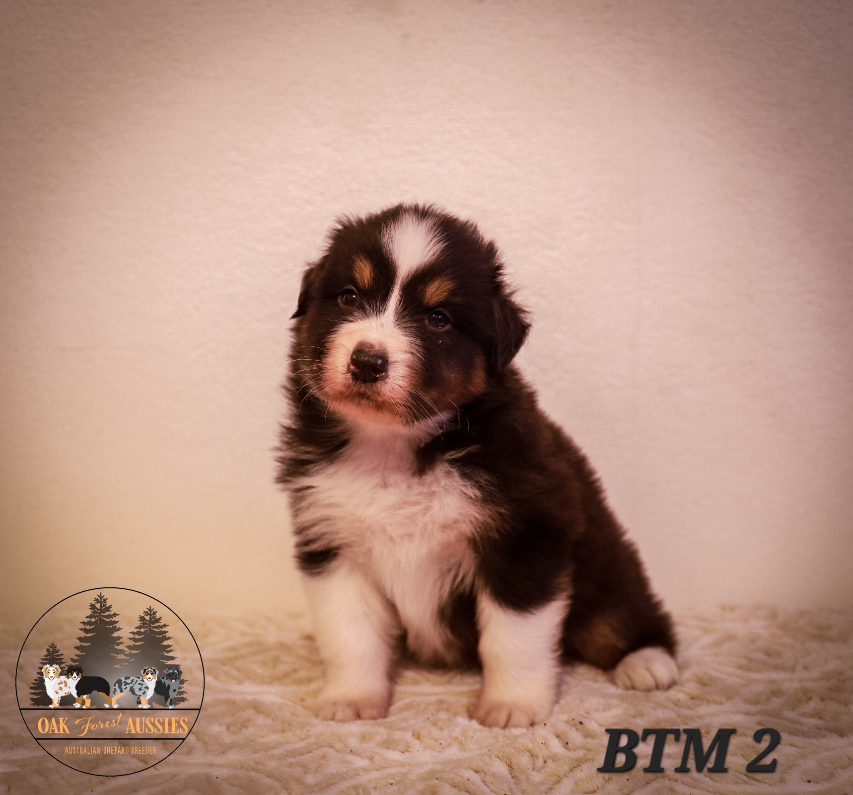 Thunder - Black Australian Shepherd puppy in Stillwater, Oklahoma from Oak Forest Aussies