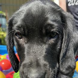 Labrador Retrievers from Juniper Ridge Labrador Retrievers