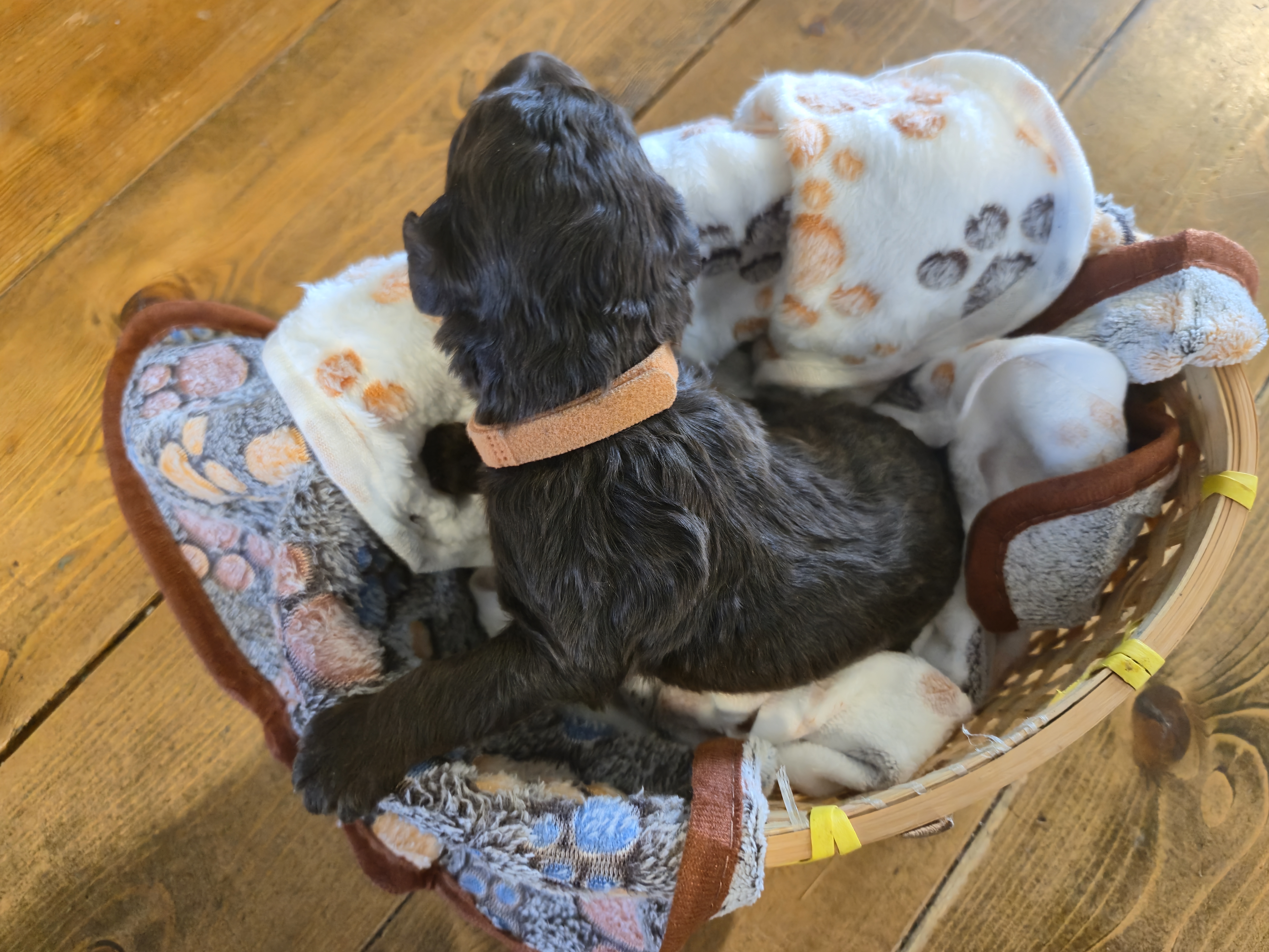 Whoodle Puppies from White's Whoodles