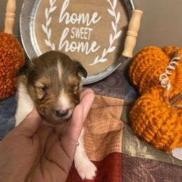 Shetland Sheepdog Puppies from Clark Kennel Shelties