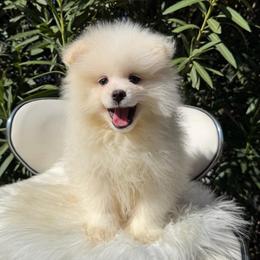Mbappe - Cream male Pomeranian puppy in Los Angeles, Santa Clarita, California from LT_Poms
