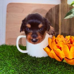 Boy2 3500 - Black and tan male Dachshund puppy in Apopka, Florida from The HotDog Stand