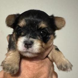 White nose male - Blue and gold male Yorkshire Terrier puppy in Milton, Florida from Sassenach Yorkie Kennels
