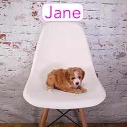 Jane - Red female Cavapoo puppy in Calhoun, Georgia from Happy Top Doodles