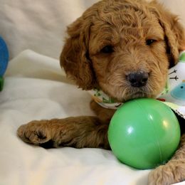 Bernedoodle, Goldendoodle, and Poodle Puppies from Raintree Standard Poodles & Mini Doodles