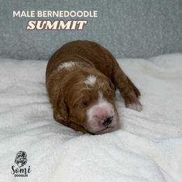 Summit (Black Collar) - Yellow and white male Bernedoodle puppy in Palmetto Bay, Florida from SOMIDOODLES