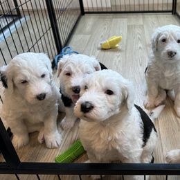 Sheepadoodles from Marzadoodle