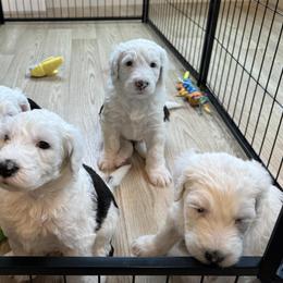 Sheepadoodles from Marzadoodle