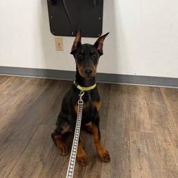 Jewel Black Girl (Green Collar) - Black and rust female Doberman Pinscher puppy in Centralia, Missouri from TopSpots Farm