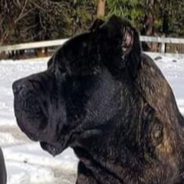 Chief  - Cane Corso