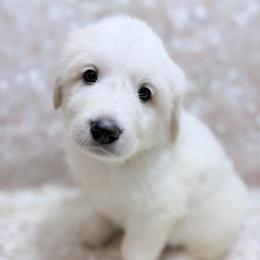 Hank - Green Collar - White male Great Pyrenees puppy in San Marcos, California from Faith Family Freedom Farm