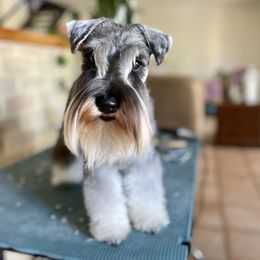 Mercy - Miniature Schnauzer