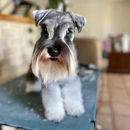 Mercy - Miniature Schnauzer