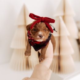 Iconic - RL Christmas - Red  female Goldendoodle puppy in Syracuse, Indiana from The Doodle Cove