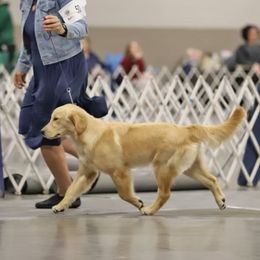 Magic - Golden Retriever