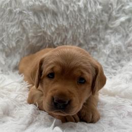 Teal - Yellow female Labrador Retriever puppy in Heath Springs, South Carolina from Rich Hill Retrievers