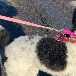 Poodles and Pugs from Alexanders AKC Kennels