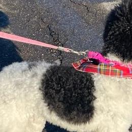 Poodles and Pugs from Alexanders AKC Kennels