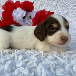Ivory - Piebald female Dachshund puppy in Colbert, Oklahoma from Brooke Crenshaw