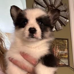 Isabelle - Black and tan female Pembroke Welsh Corgi puppy in New Auburn, Wisconsin from Cordell Corgis