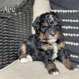 Ace - Tri-color male Bernedoodle puppy in Henry, Illinois from Rowe Farms Doodles