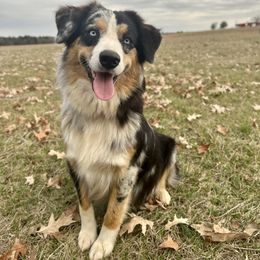 Dally - Aussiedoodle