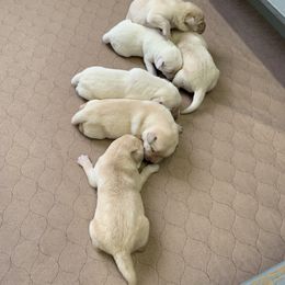 Labrador Retriever Puppies from Red Brush Labs