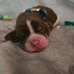 Hershey - Tri-Roan male English Springer Spaniel puppy in Cookeville, Tennessee from Krossroads Kennel