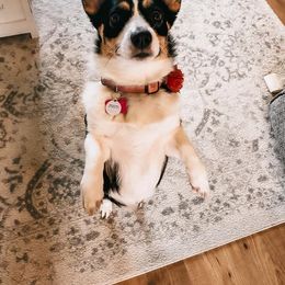 Cocker Spaniel and Pembroke Welsh Corgi Puppies from Sunflower Farms