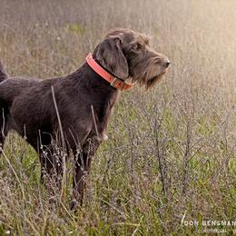 German Wirehaired Pointer and Pudelpointer All Grown Up from Ripsnorter Kennels
