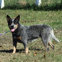 Lacey - Australian Cattle Dog