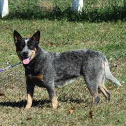 Lacey - Australian Cattle Dog