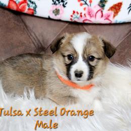 Orange male - White and red male Pembroke Welsh Corgi puppy in Wayne City, Illinois from Lash Livestock & Corgis