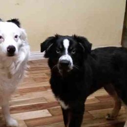 Australian Shepherds from Paint Me Blue Kennels