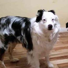 Australian Shepherds from Paint Me Blue Kennels