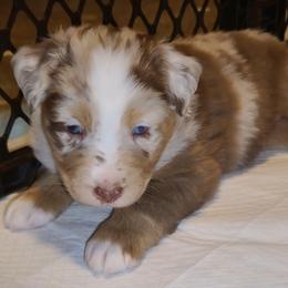 Hooch - Red merle male Australian Shepherd puppy in Harrodsburg, Kentucky from Triple M Aussies