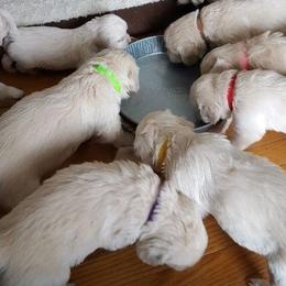 Golden Retriever Puppies from Deborah Hughes