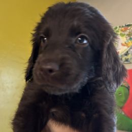 Daisy - Chocolate female Goldendoodle puppy in Tucson, Arizona from Cheryl's Goldendoodles