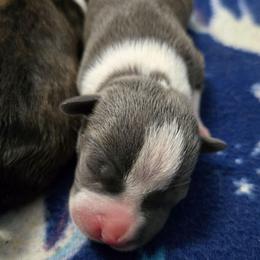 Chrome - Blue female American Staffordshire Terrier puppy in Clintwood, Virginia from SkyBlue Kennel