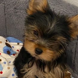 French Bulldogs and Yorkshire Terriers from Diamond Doll Yorkies
